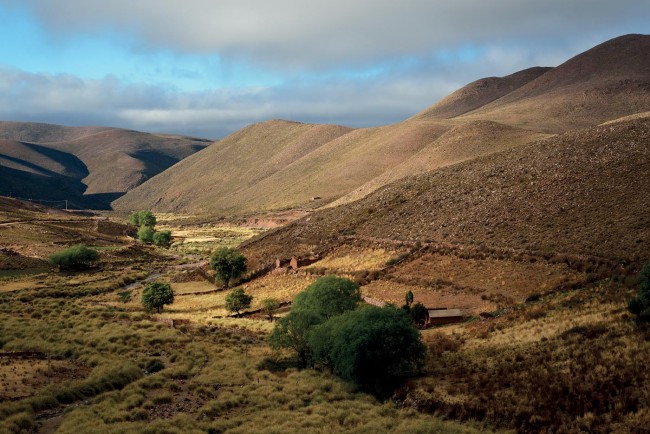 Les vigognes vivent en groupes d’une vingtaine d’individus sur les hauts plateaux de la cordillère des Andes, au Pérou pour ce qui concerne Loro Piana et en Argentine pour Dormeuil (nos photos).